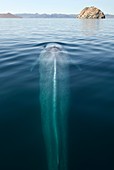 Blue whale surfacing