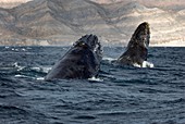 Humpback whales chasing each other