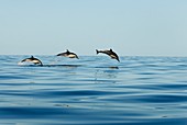Common dolphins leaping