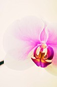 Phalaenopsis Hinamatsuri 'Blushing Bride'