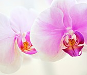 Phalaenopsis Hinamatsuri 'Blushing Bride'