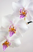 Phalaenopsis Celebes Wave 'Smile Sawn'