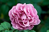 Rose (Rosa 'Bossuet Aigle de Meaux')
