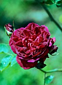 Rose (Rosa 'Chateau de Clos Voget')