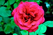 Rose (Rosa 'Deep Secret')