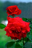 Rose (Rosa 'Jacques Prevert')