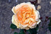 Rose (Rosa 'Jean Giona')