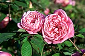 Rose (Rosa 'Mrs. B.R.Cant')