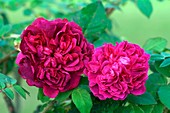 Rose (Rosa 'William Shakespeare')