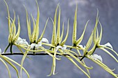 Brassia verrucosa