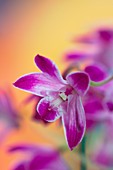 Orchid (Dendrobium kingianum)