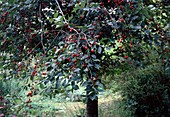 Wild cherry tree (Prunus avium)