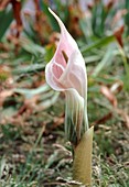 Cobra lily (Arisaema candidissimum)