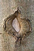 Wound in a beech tree