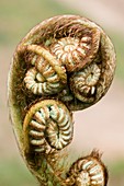 Tree fern (Sphaeropteris cooperi) fronds