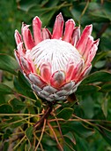 King protea (Protea cynaroides) flower