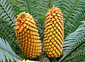 Sago palm (Cycas revoluta) seeds