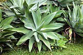 Fox-tail agave (Agave attenuata)