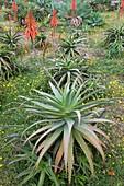 Aloe arborescens plants in flower