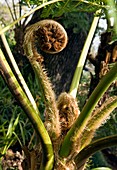 Tree fern (Sphaeropteris cooperi) frond