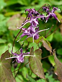 Epimedium grandiflorum flowers