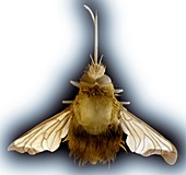 Large bee fly,SEM