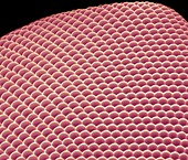 Compound eye,SEM