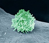 Granulocyte,SEM