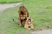 Lion and lioness mating