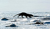 European otter on sea ice