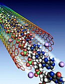 Ions and DNA in a carbon nanotube