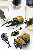 Stag beetle specimens