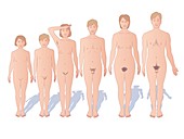 Male and female sexual maturation