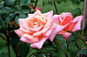 Rose (Rosa 'Compassion')