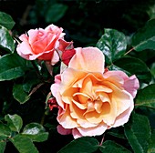 Rose (Rosa 'Marie Curie')