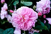 Rose (Rosa 'Pompon des Princess')