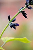 Sage (Salvia guaranitica)