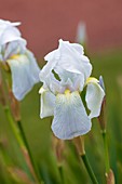 Iris germanica 'Florentina'