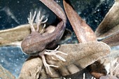 Common frog tadpoles