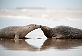 Grey seals