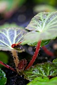 Begonia tuberosa