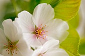 Yoshino cherry (Prunus x yedoensis)