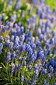 Grape Hyacinth (Muscari armeniacum)