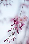 Prunus subhirtella 'Pendula'