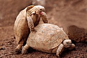 Greek tortoises mating