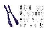 Human male chromosomes,artwork