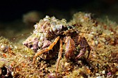 Hermit crab