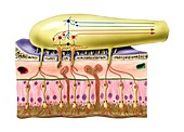 Human olfactory system,artwork