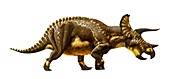 Triceratops horridus dinosaur