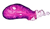 Mammalian ovary,light micrograph